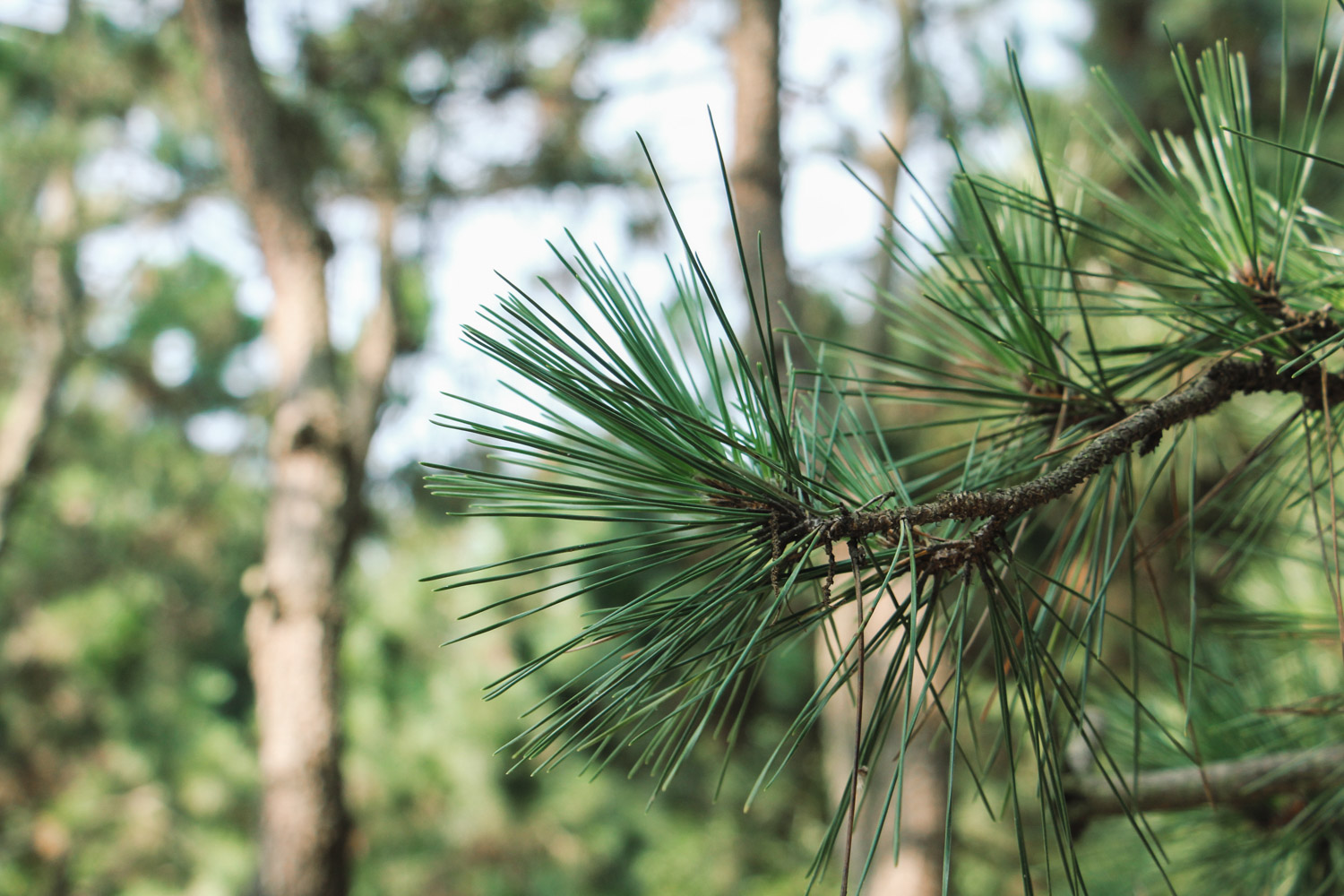 Black pine