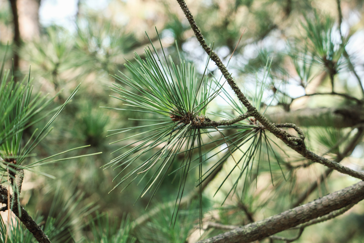 Black pine