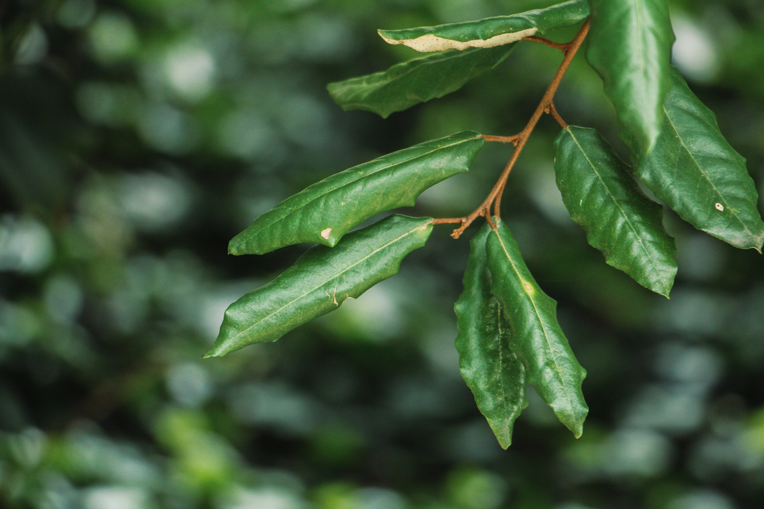 elaeagnus pungens