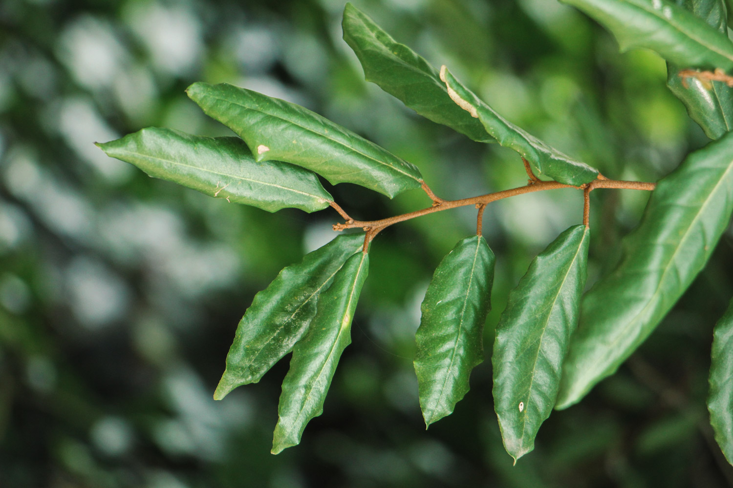 elaeagnus pungens