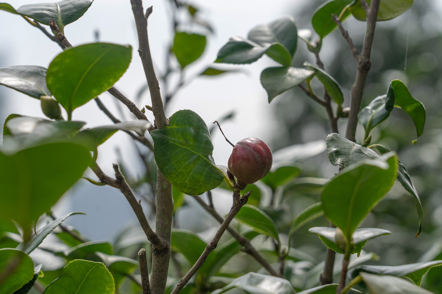 camellia