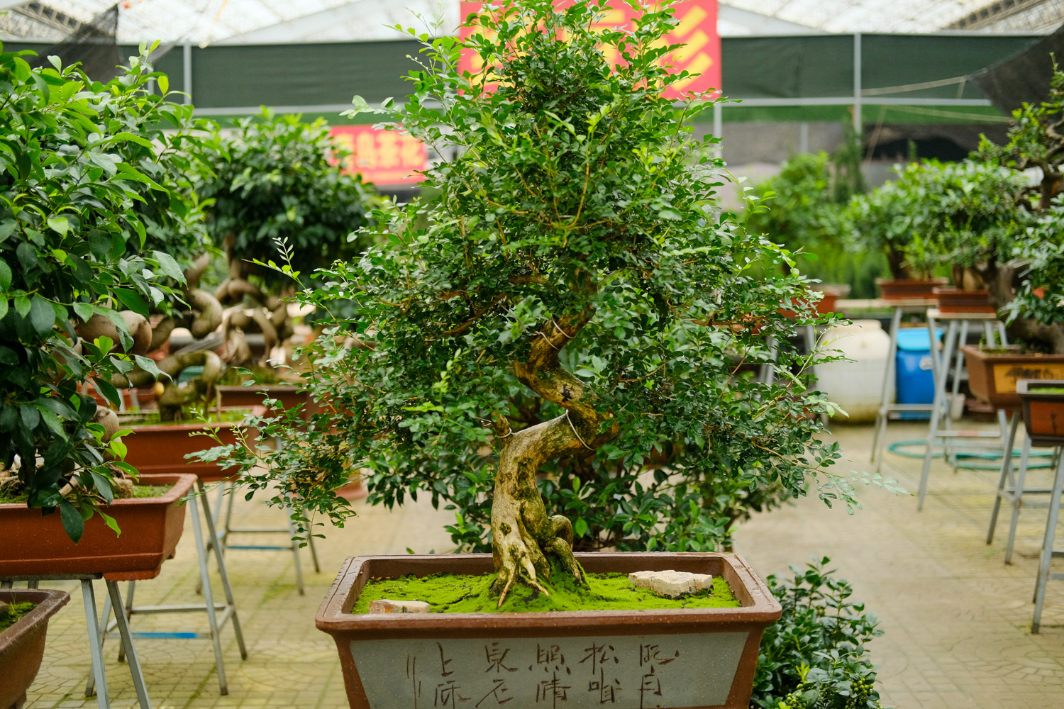 bonsai