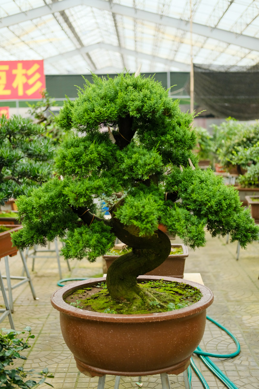 bonsai