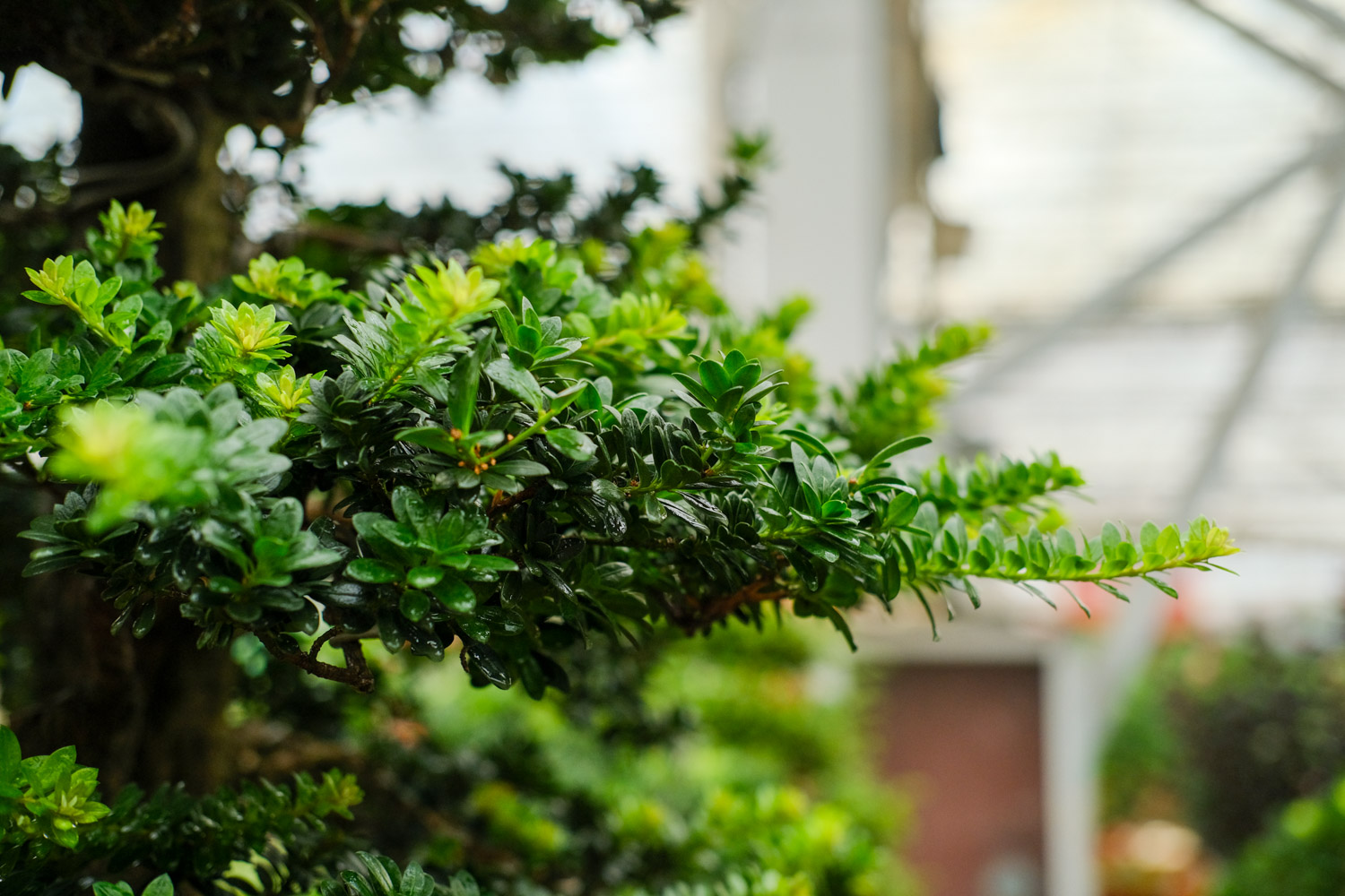 bonsai