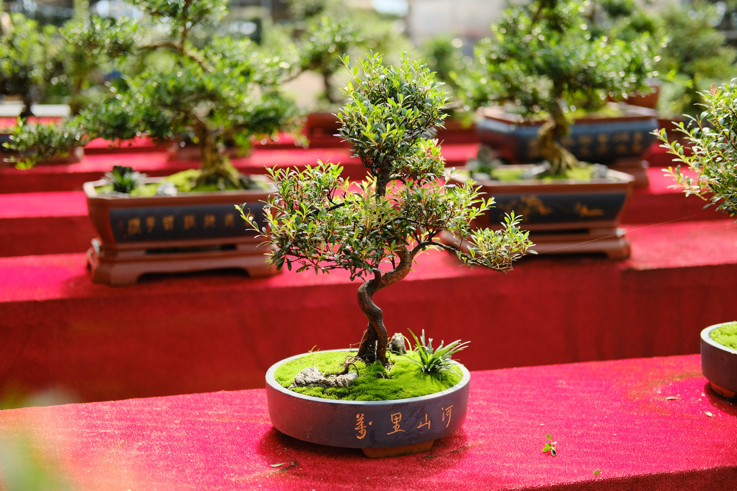 bonsai