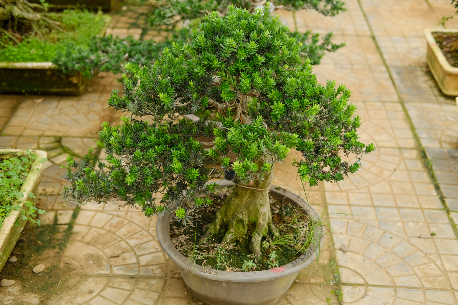 bonsai