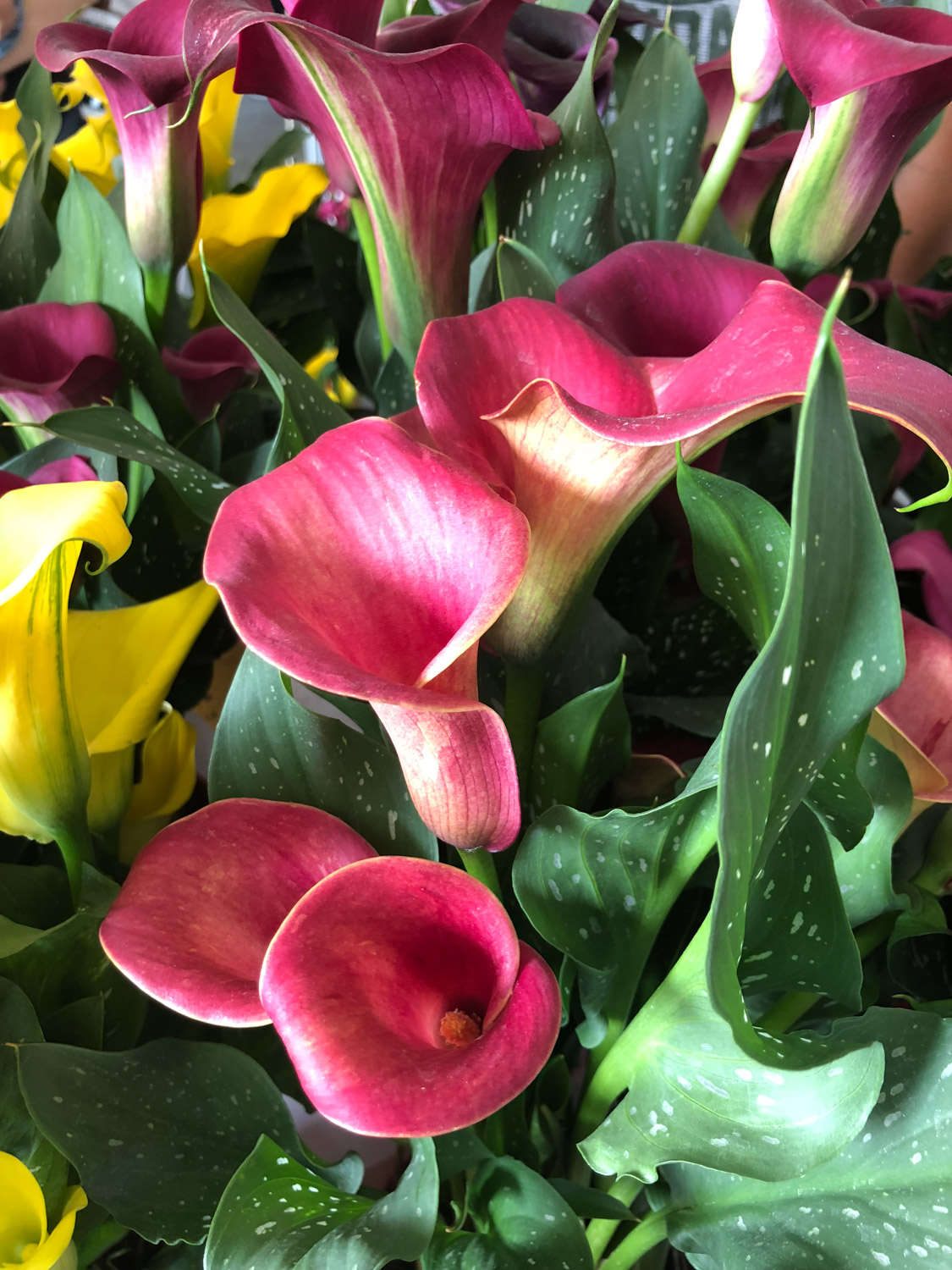 calla lily 