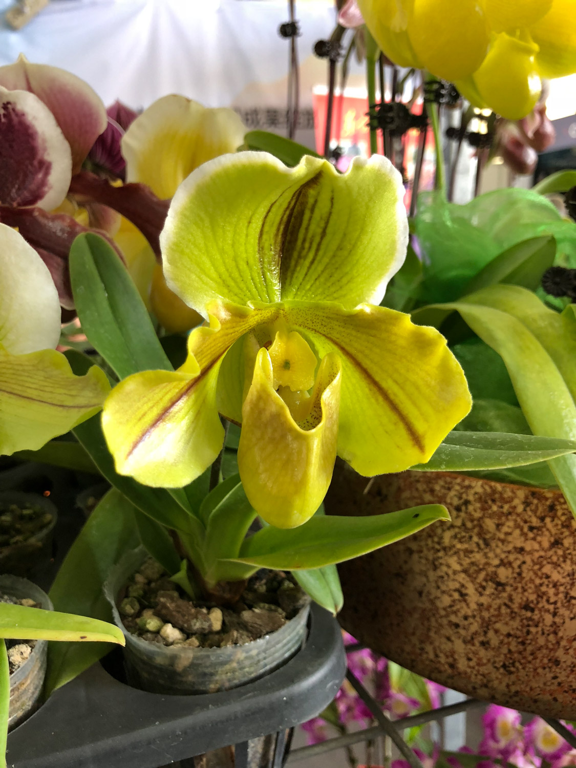 Paphiopedilum