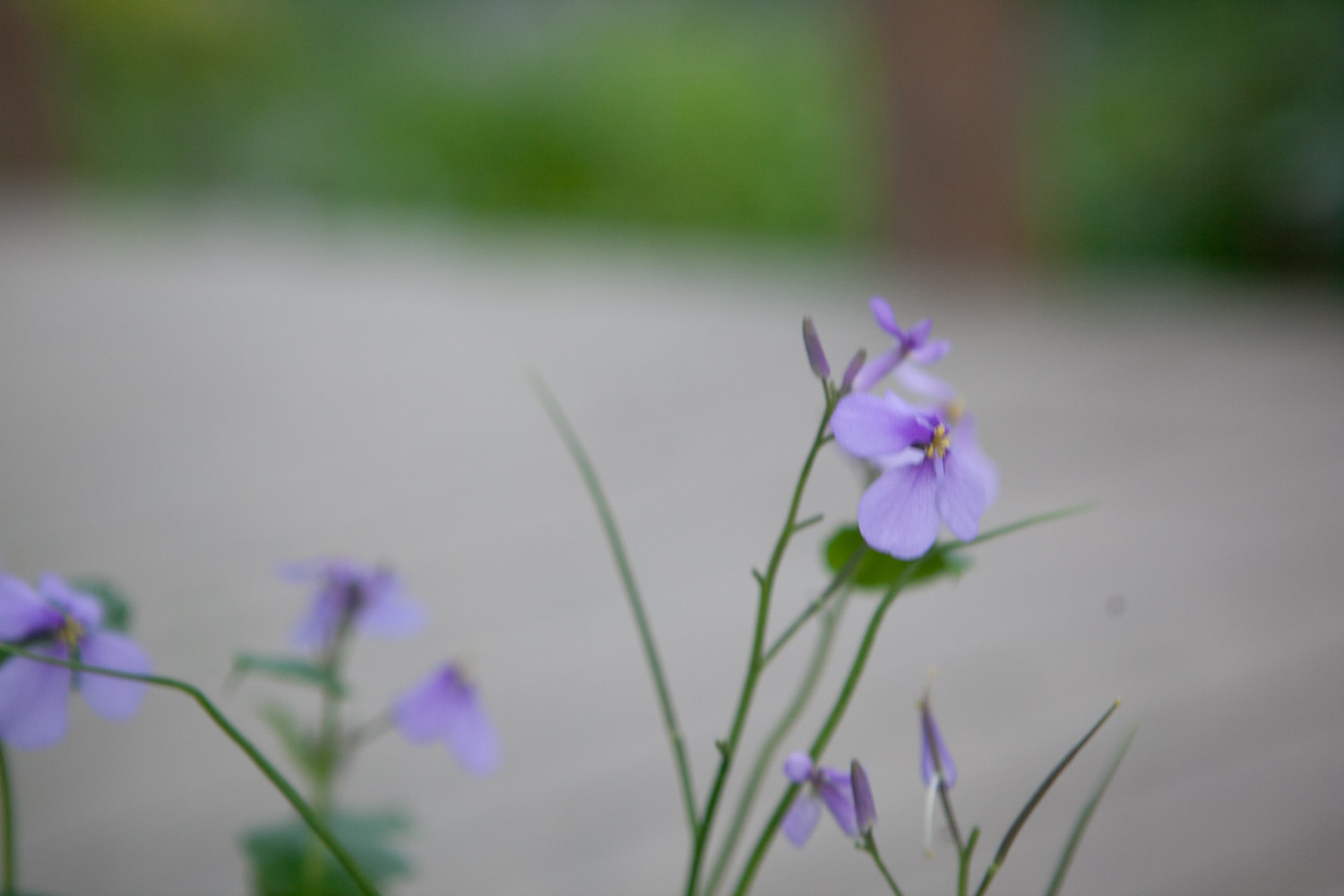 Orychophragmus violaceus