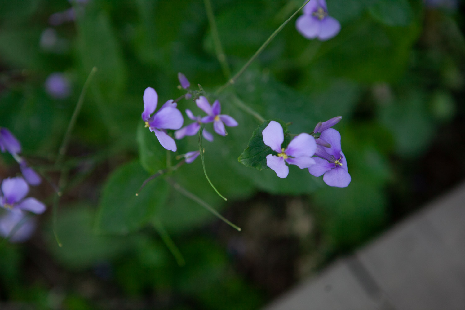 Orychophragmus violaceus