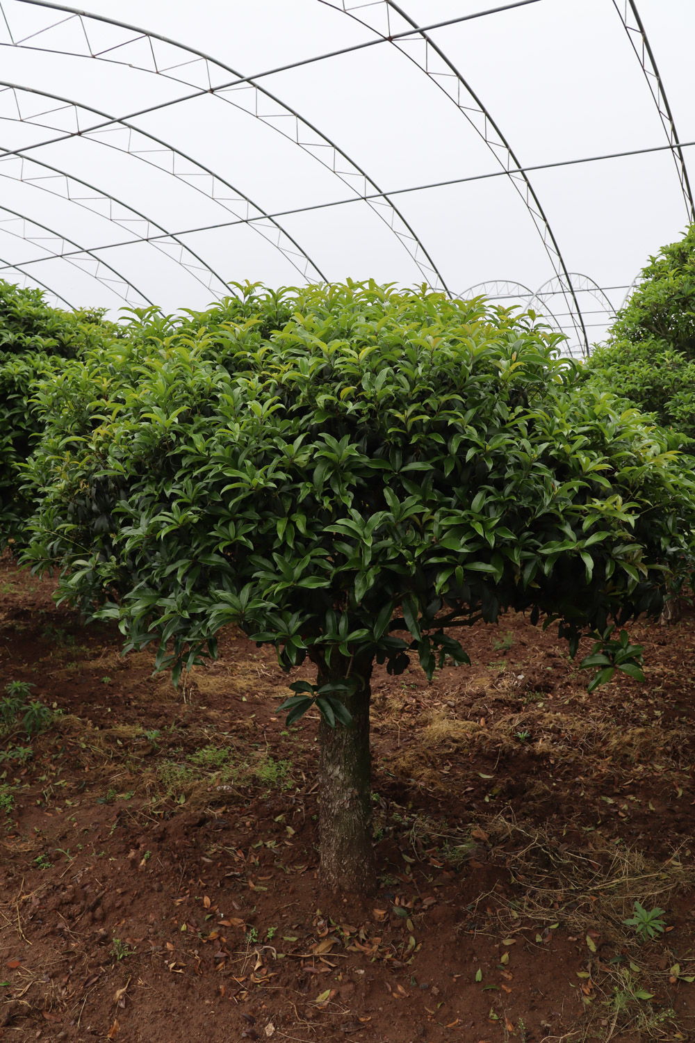 sweet-scented osmanthus