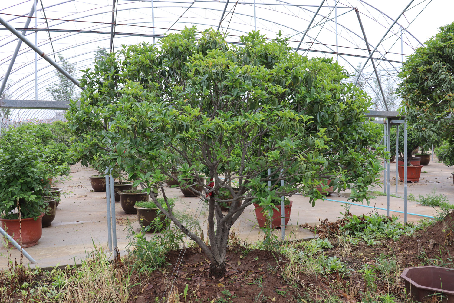 sweet-scented osmanthus