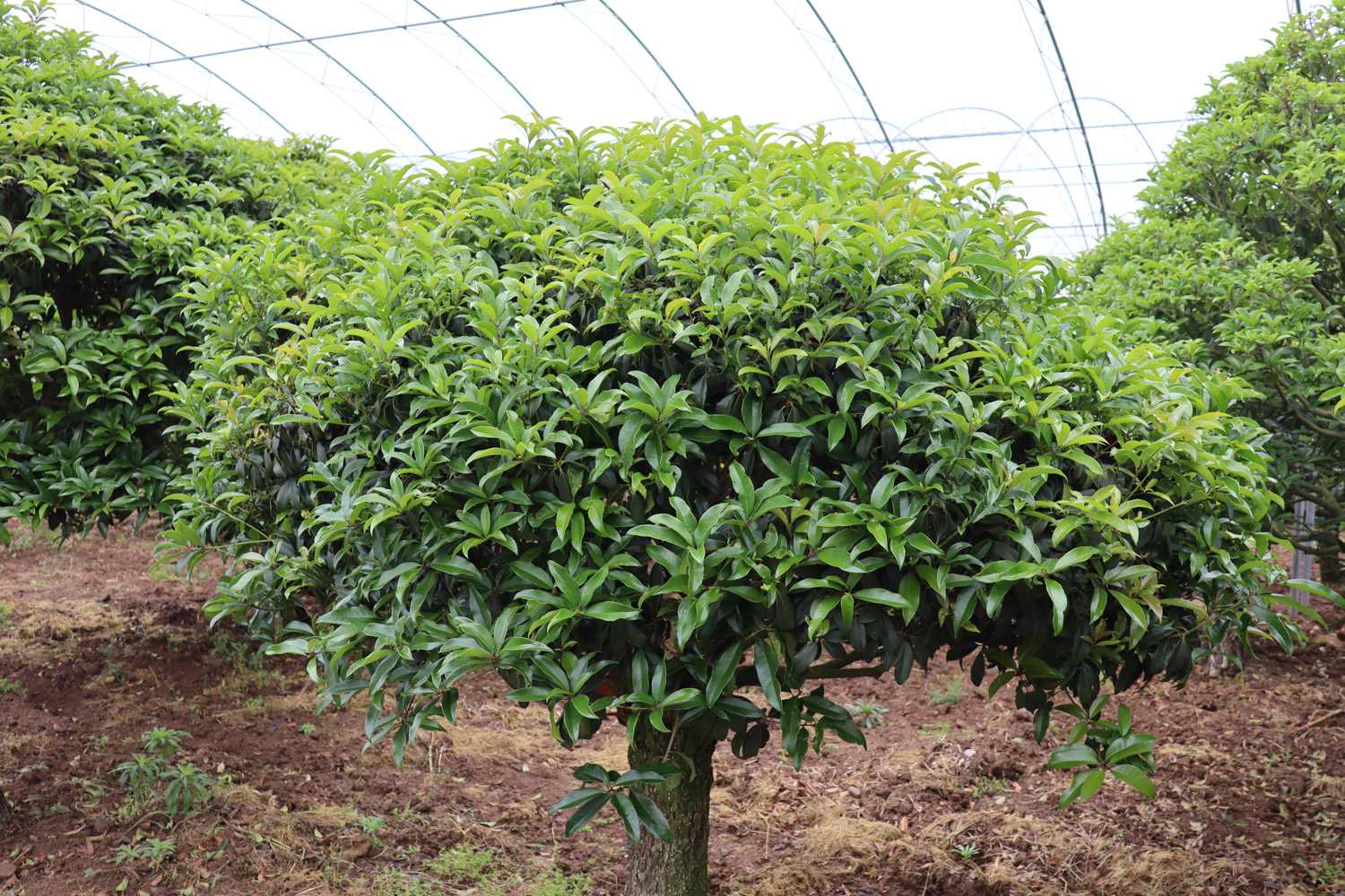 sweet-scented osmanthus