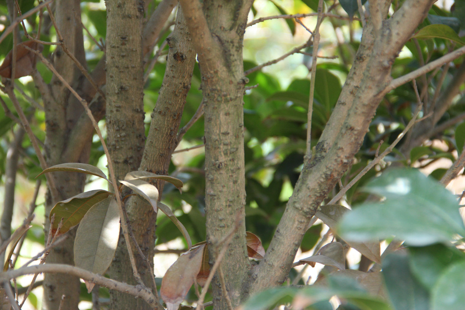 sweet-scented osmanthus