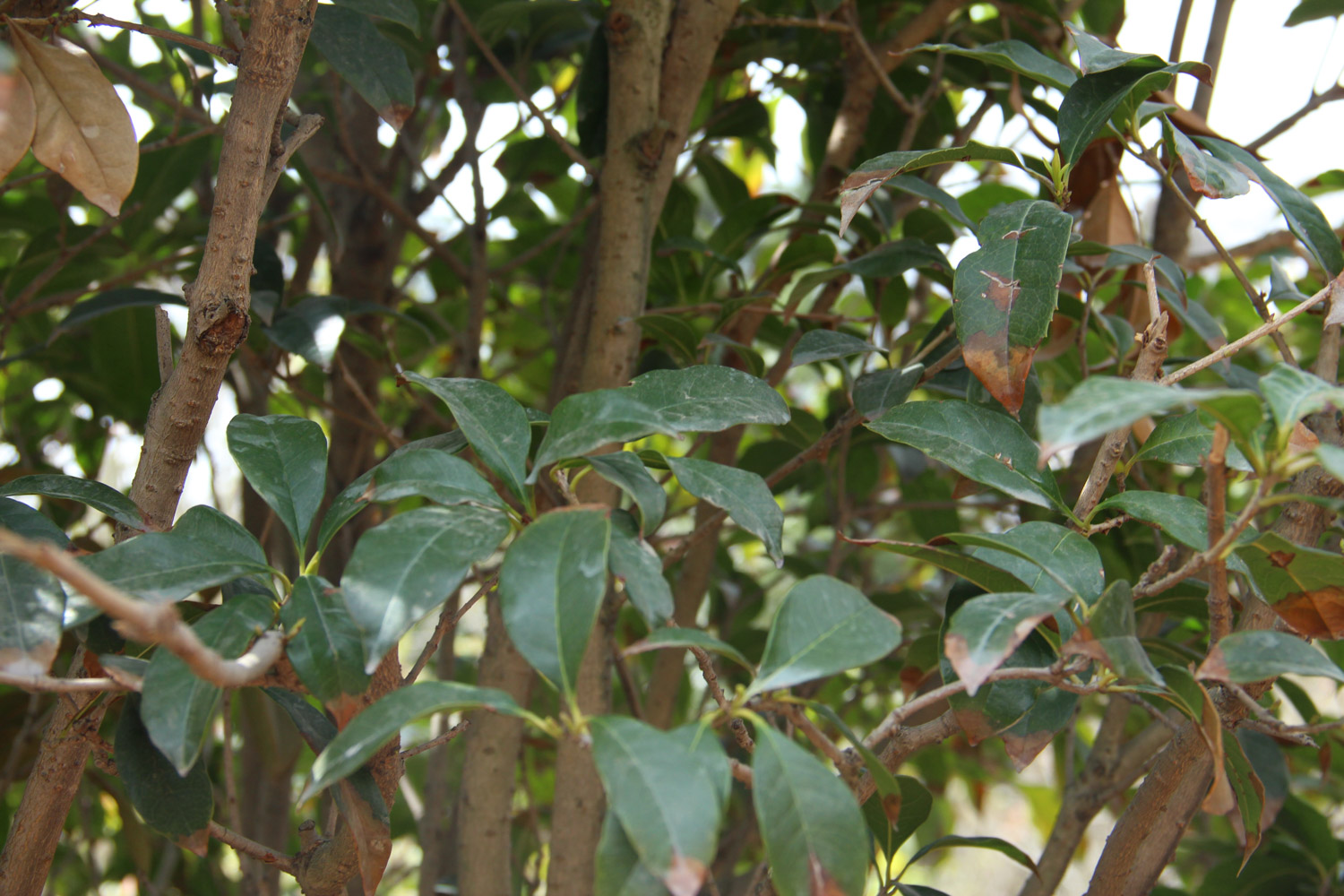 sweet-scented osmanthus