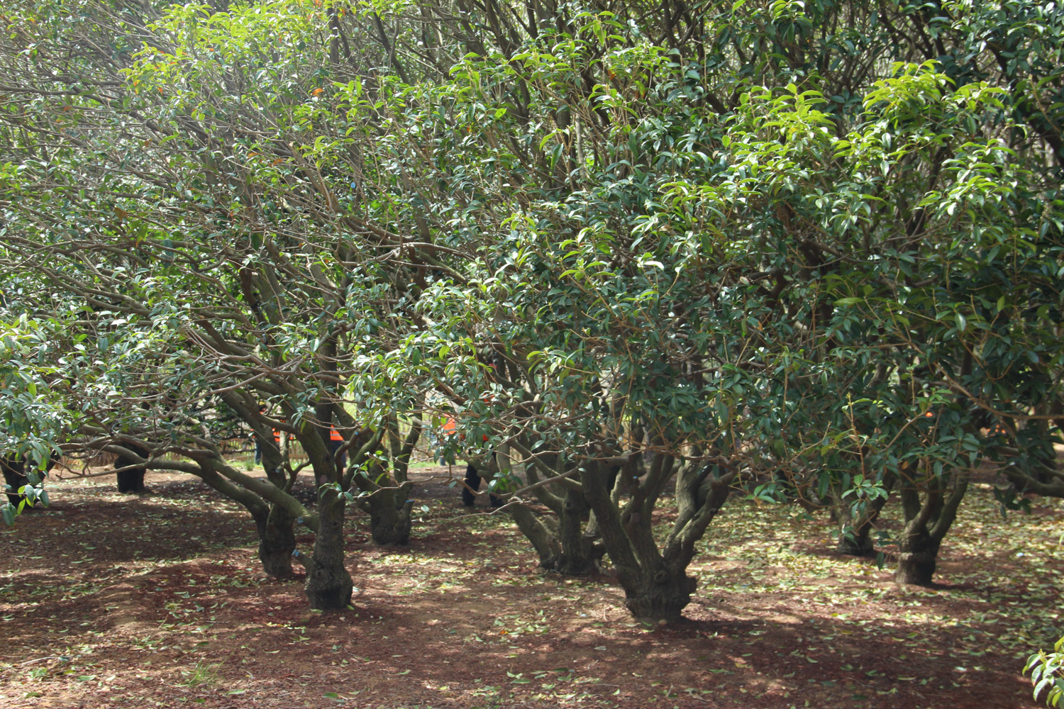 sweet-scented osmanthus