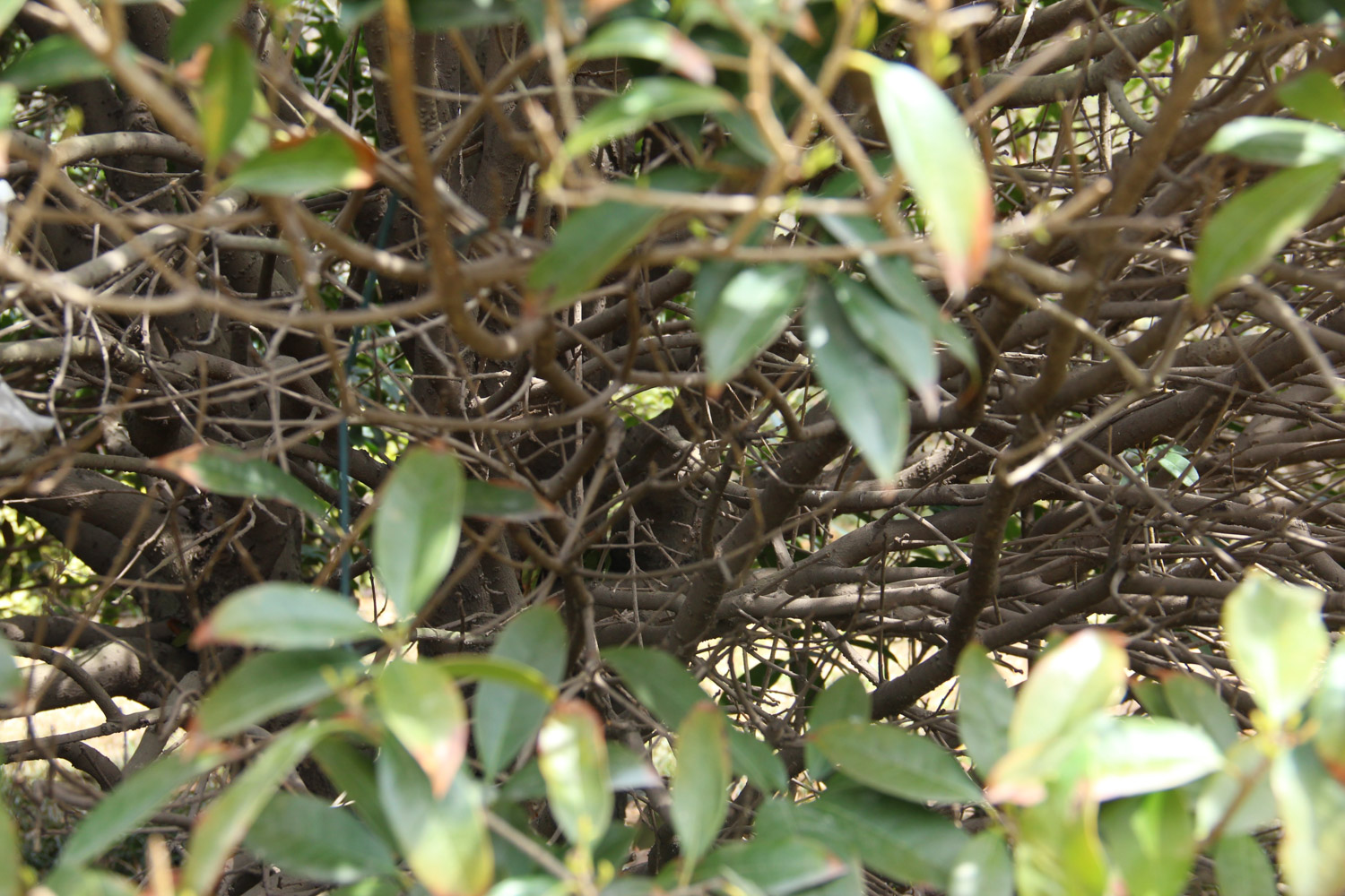 sweet-scented osmanthus