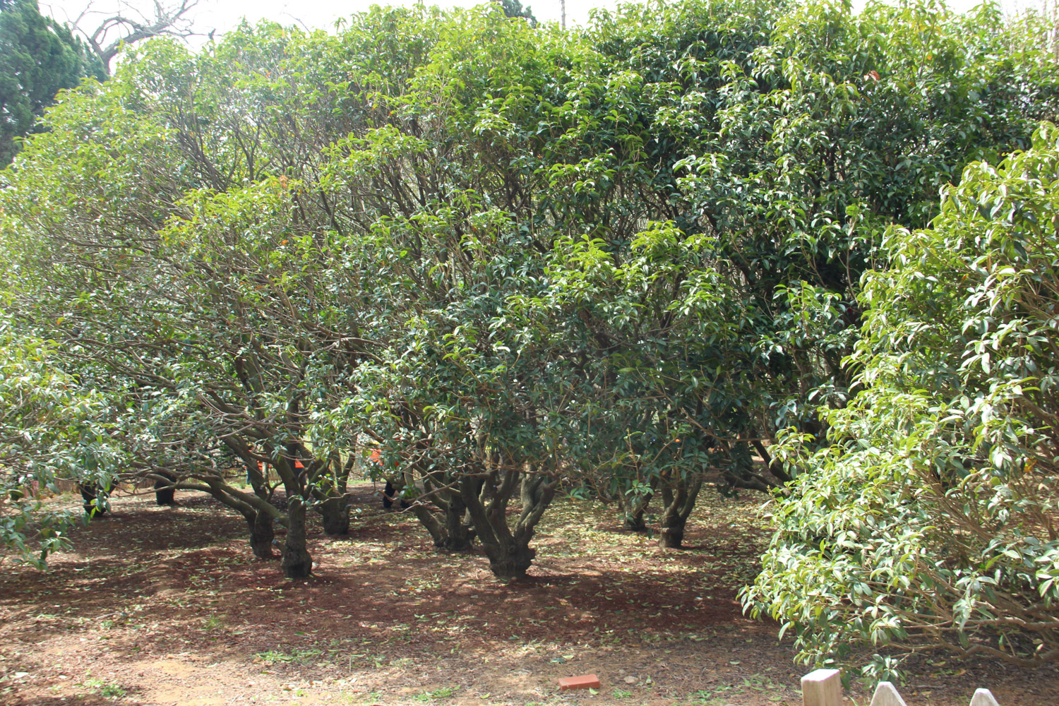 sweet-scented osmanthus