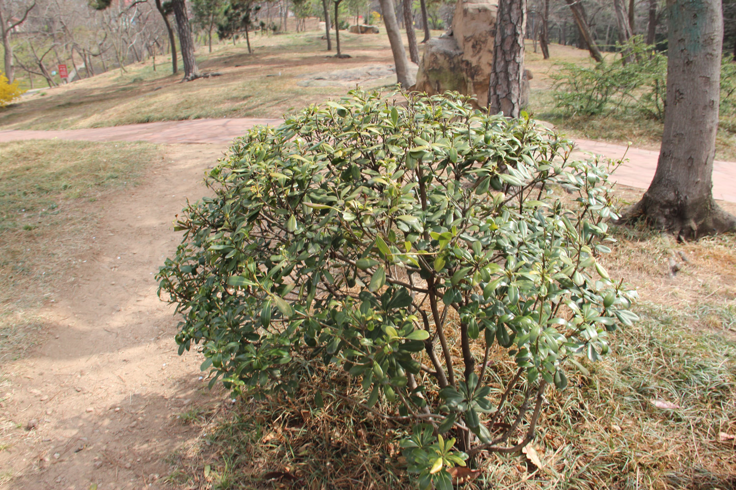 pittosporum tobira