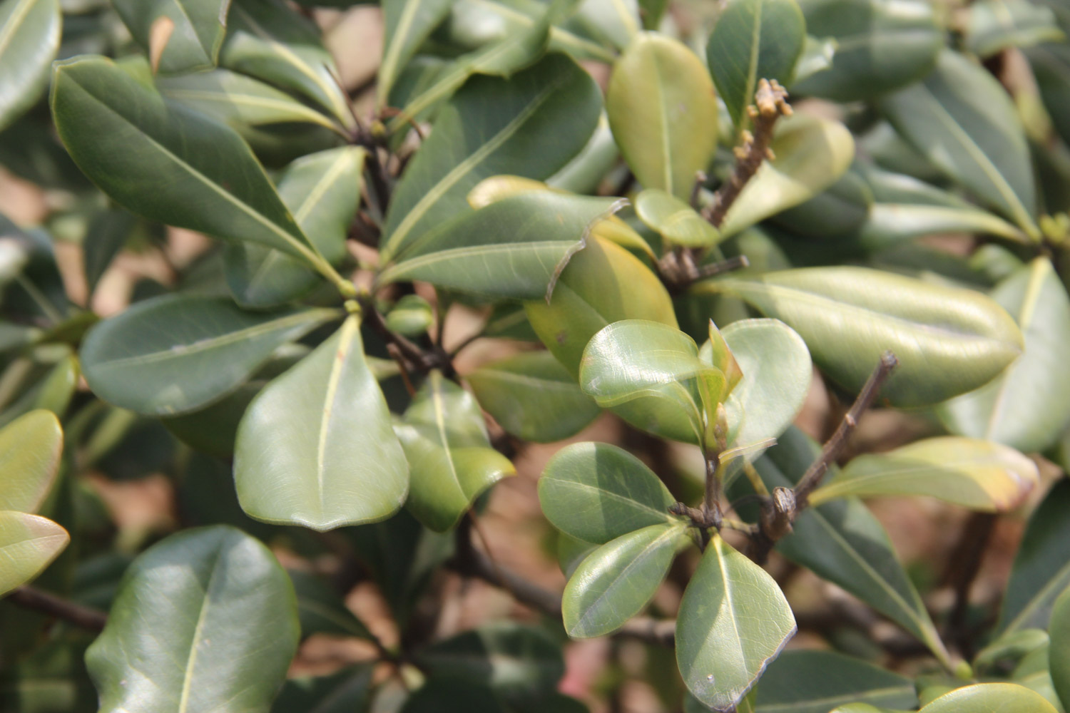 pittosporum tobira