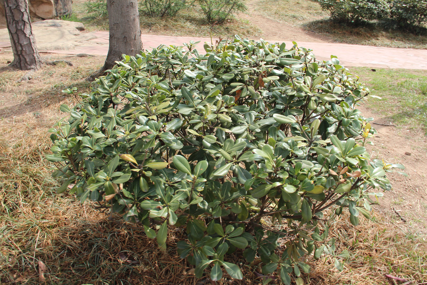 pittosporum tobira