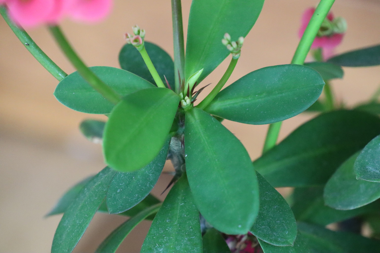 crown-of-thorns euphorbia