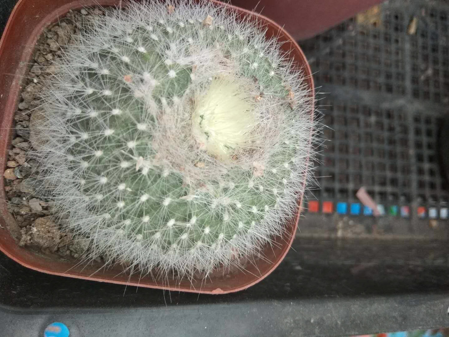 Echinocactus