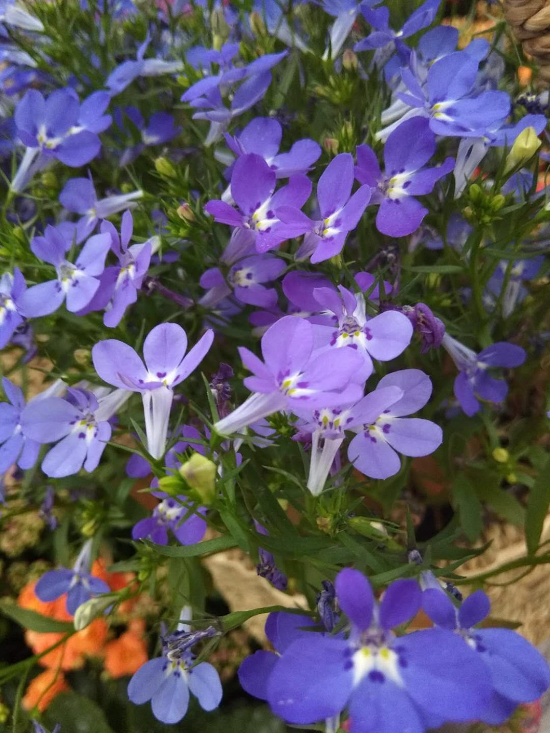 Garden Lobelia