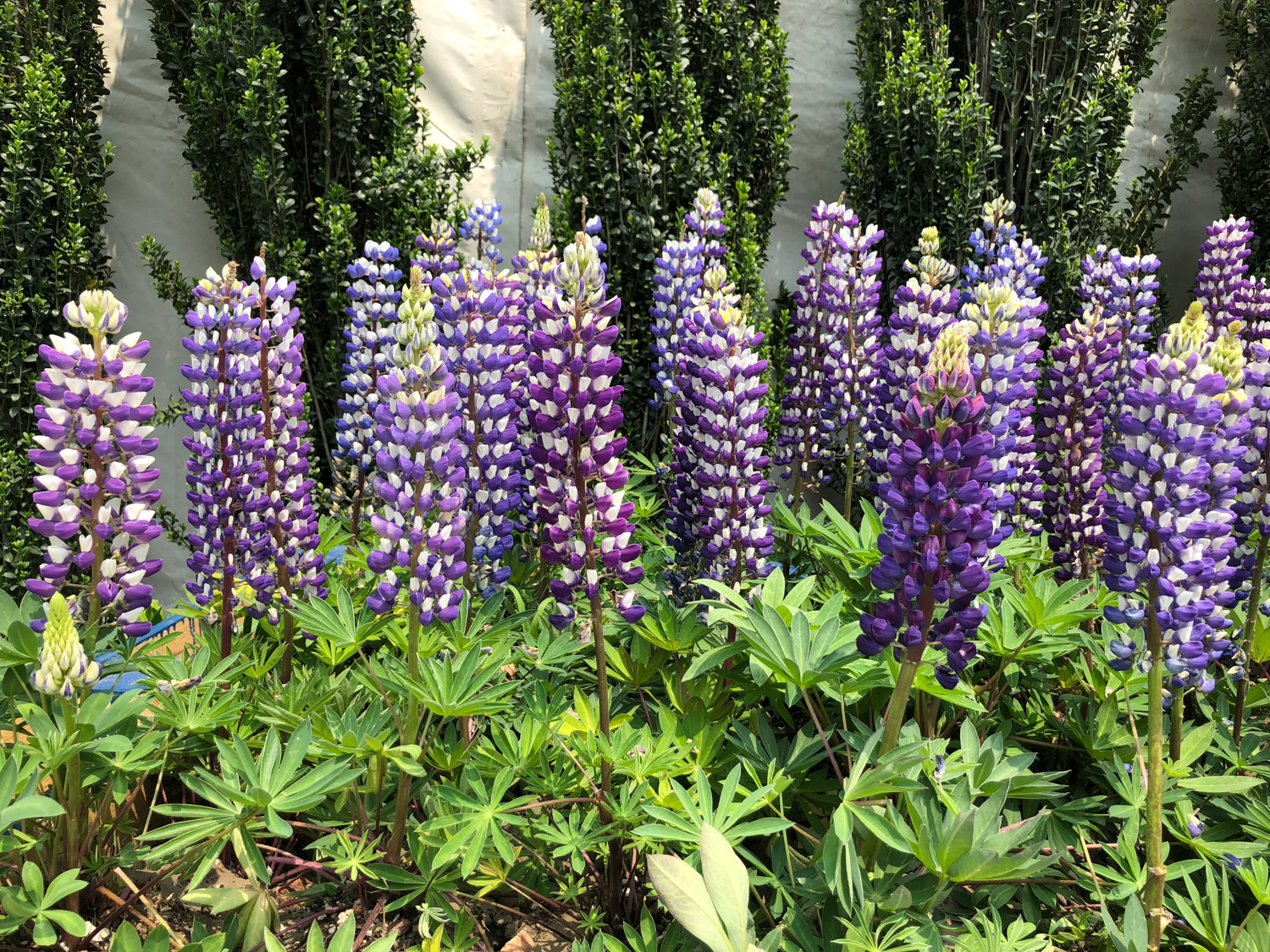 Lupine