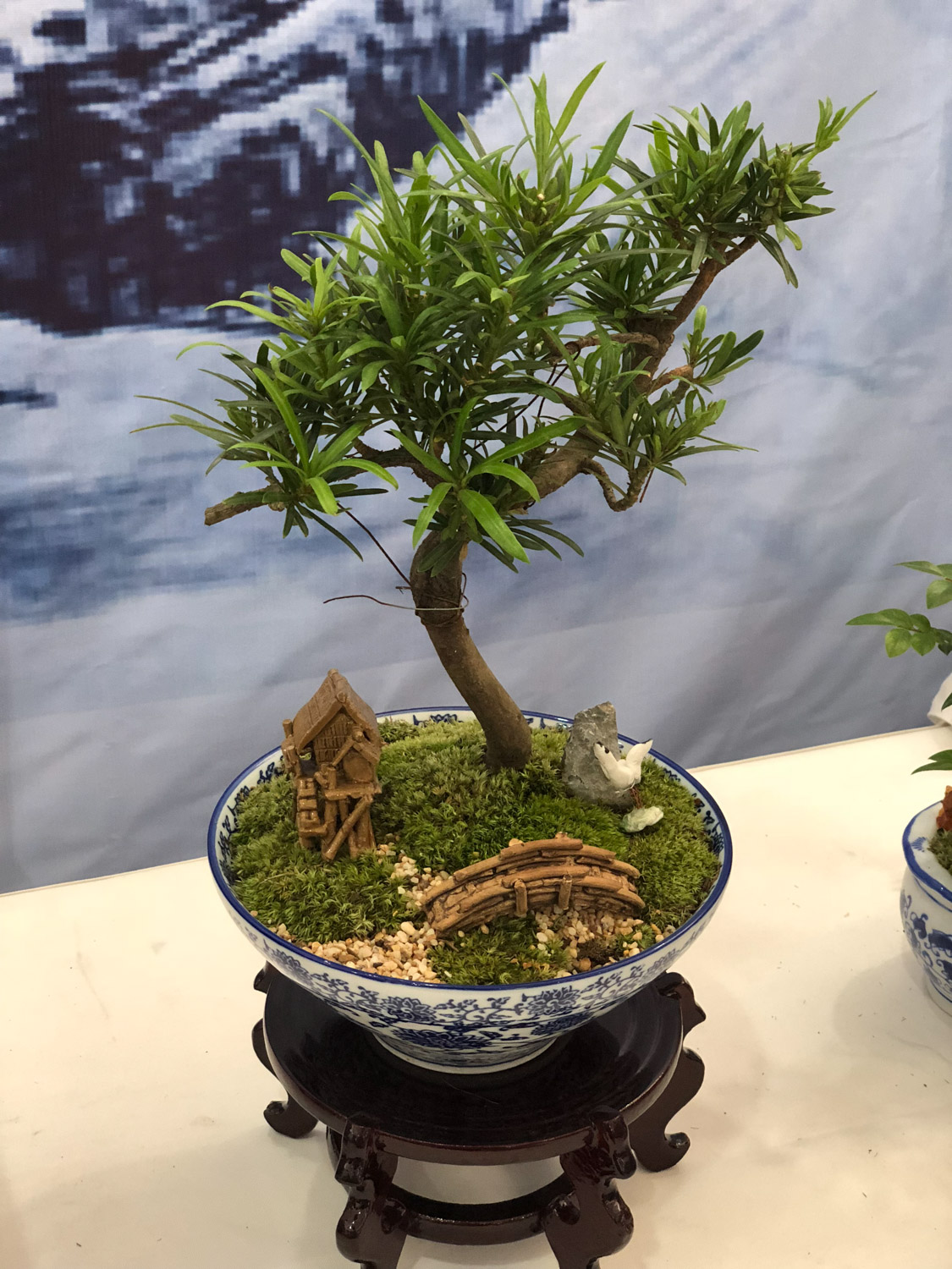 bonsai