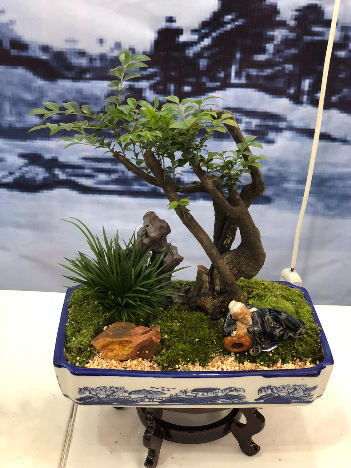 bonsai