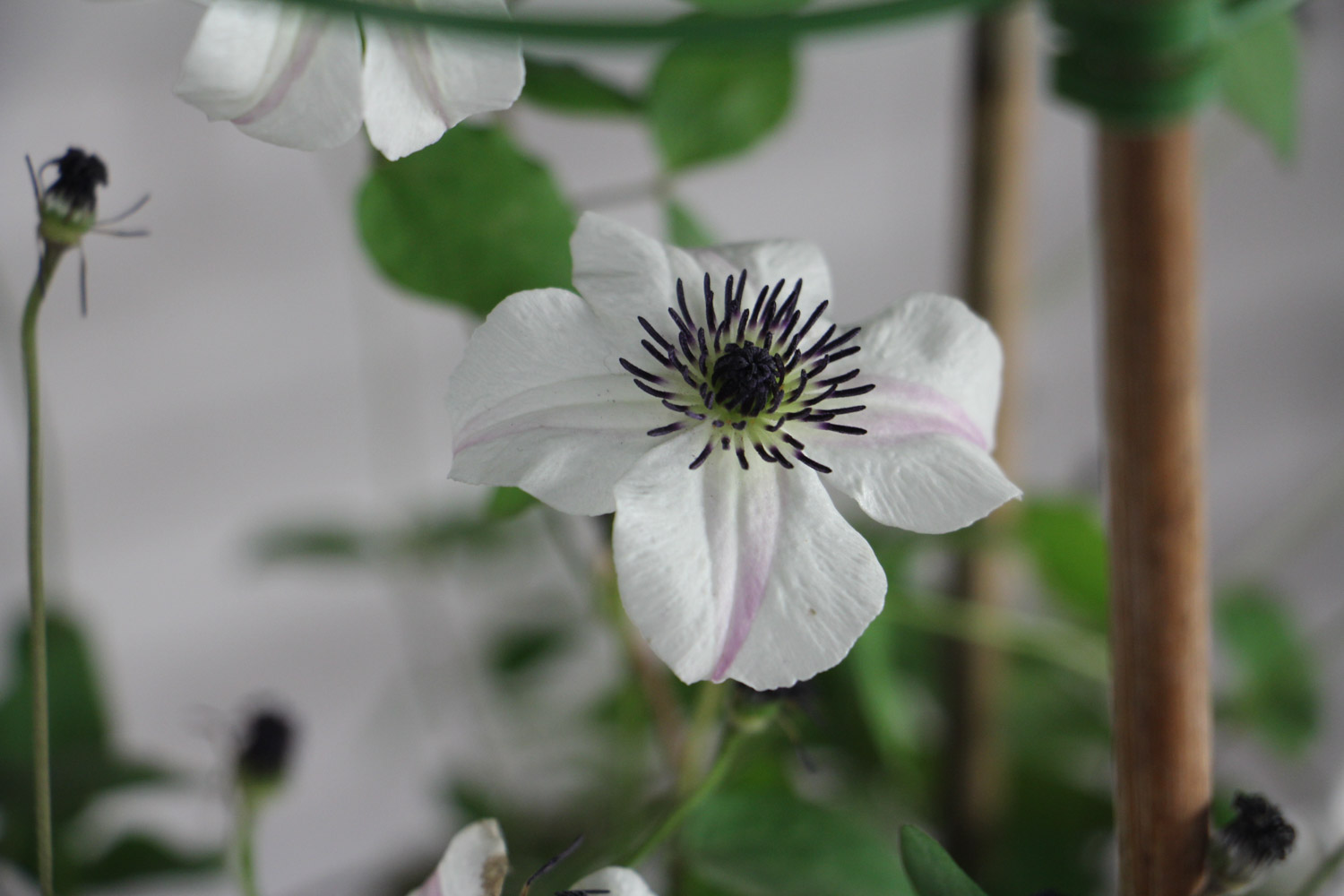 Clematis