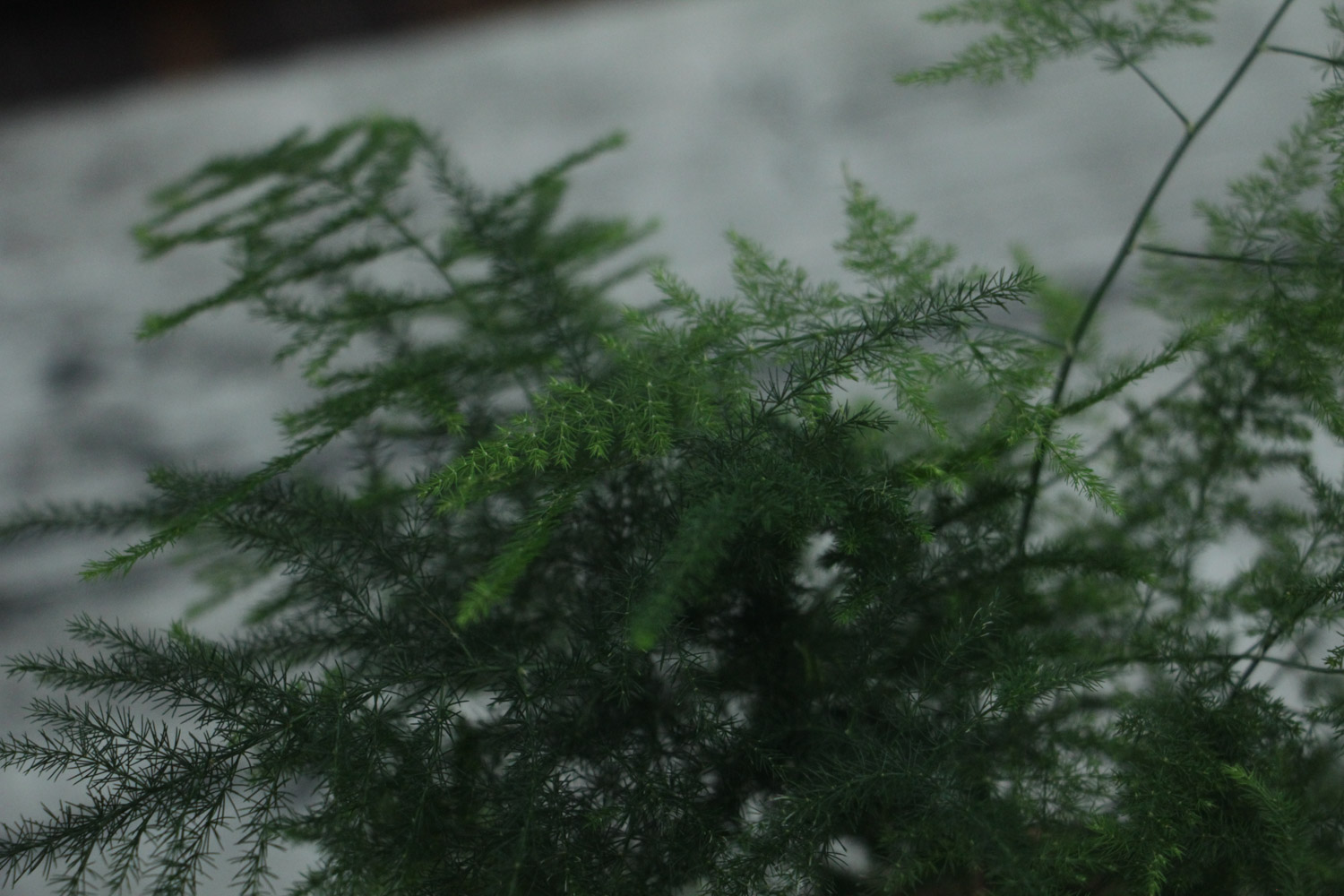 asparagus fern