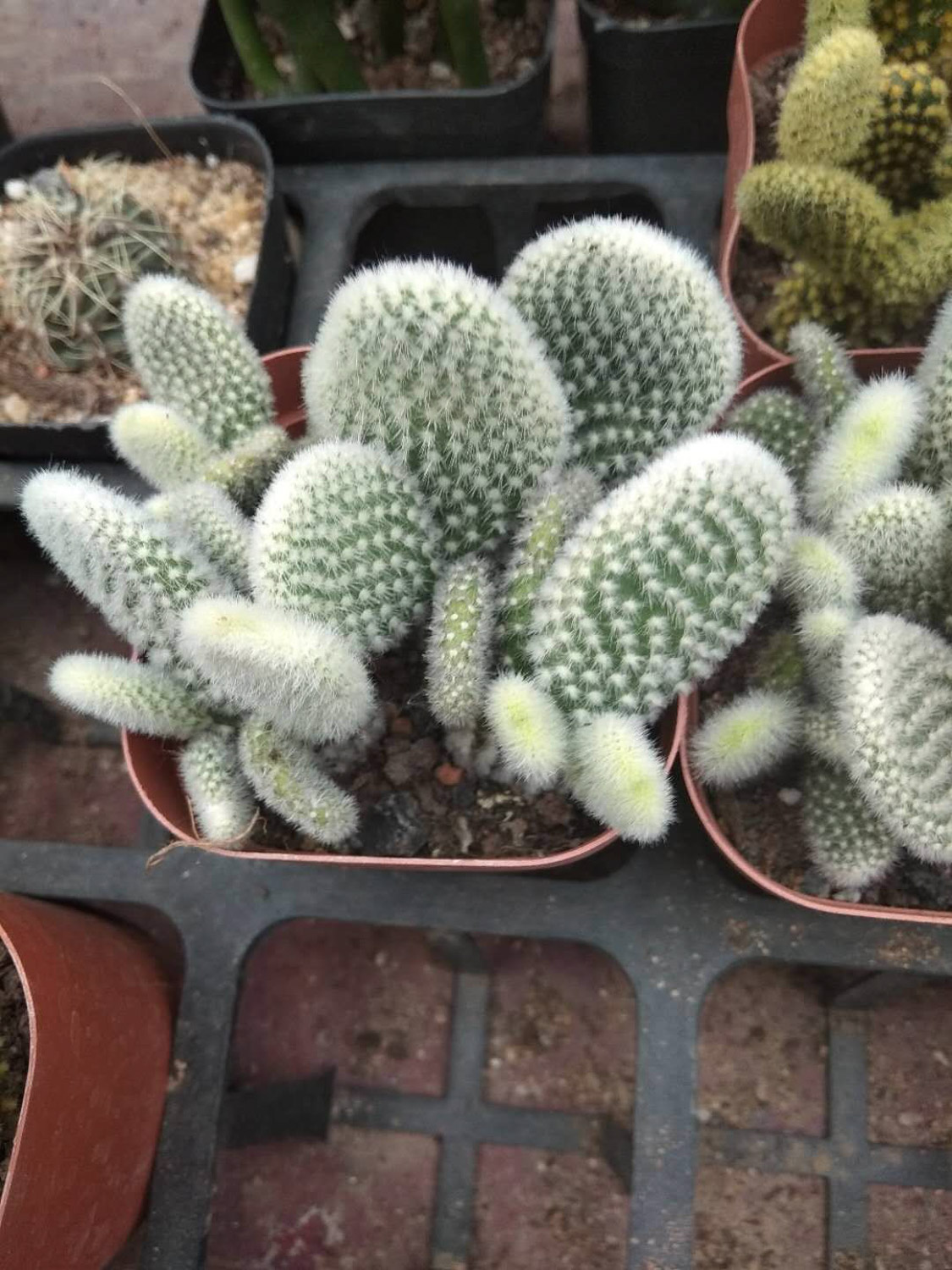 cactus