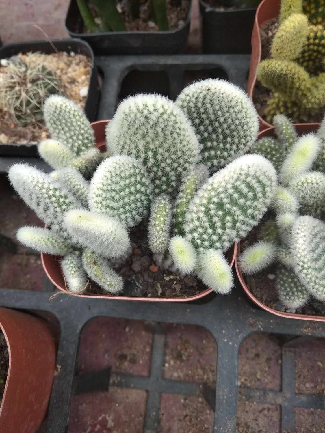 cactus