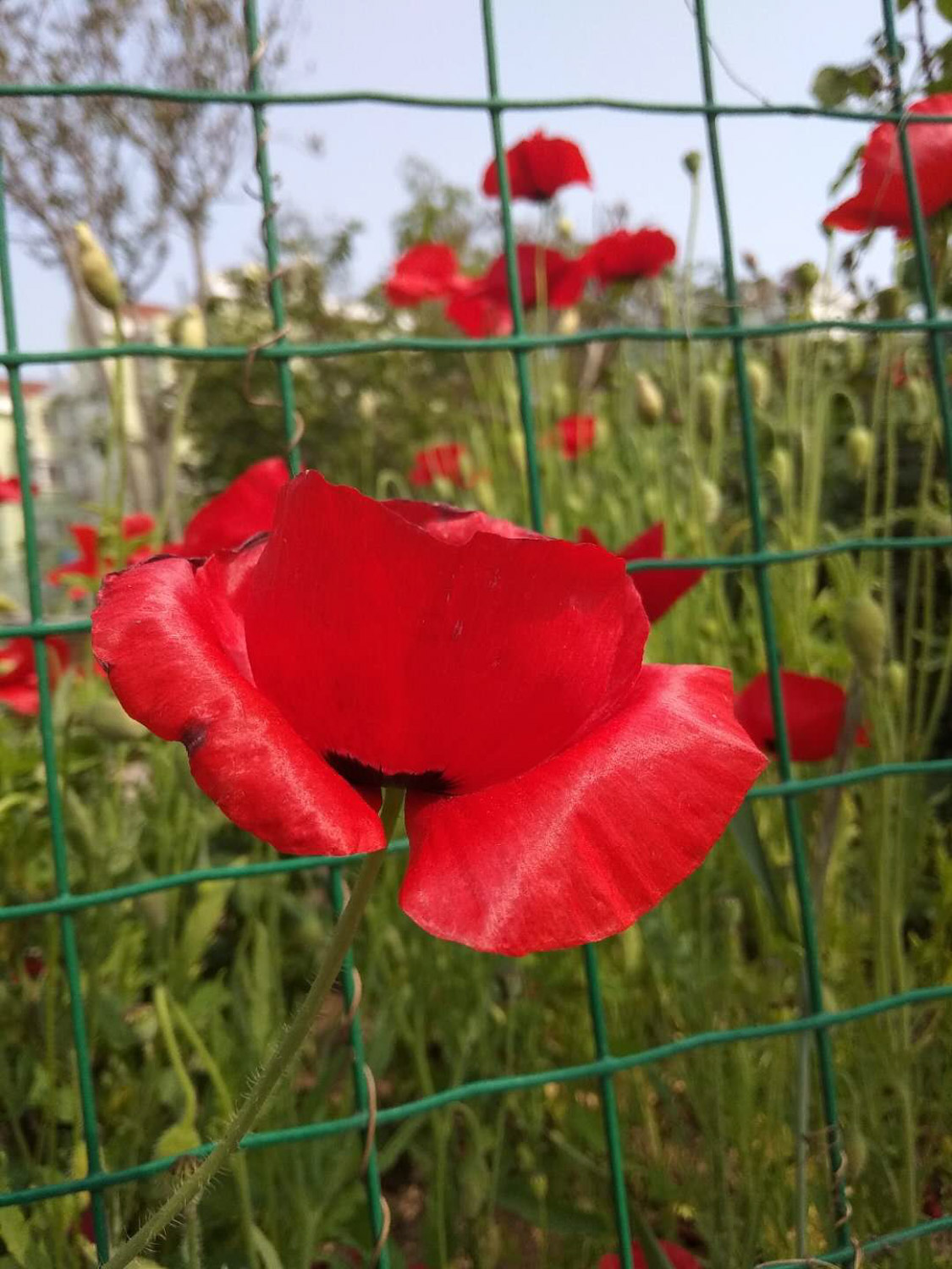 corn poppy