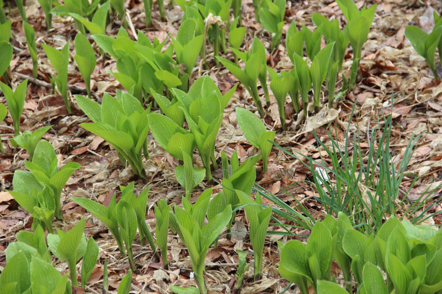 Hosta