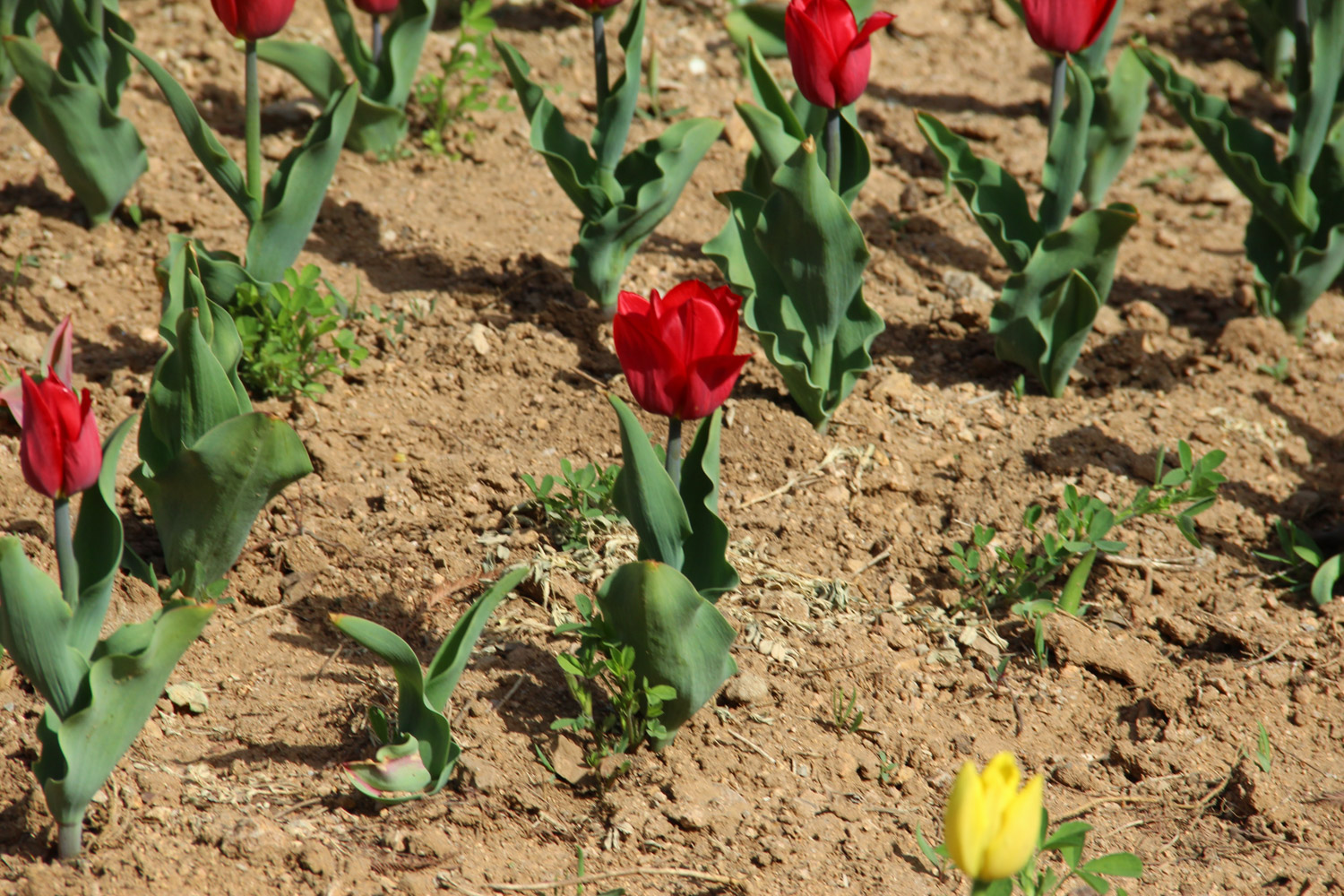 tulips