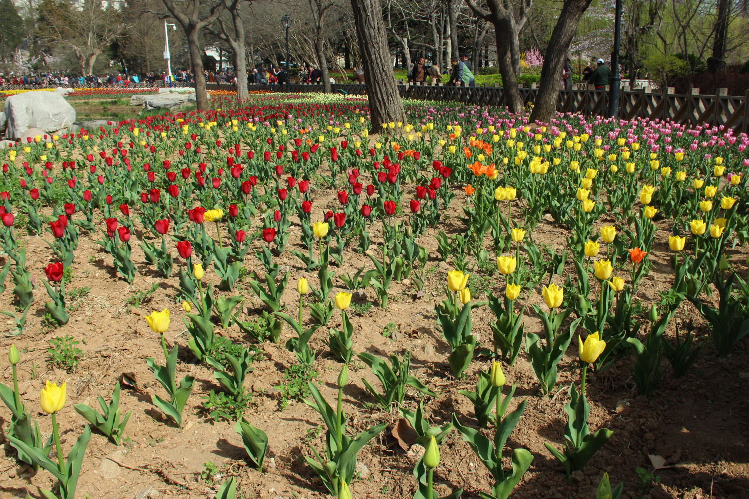 tulips