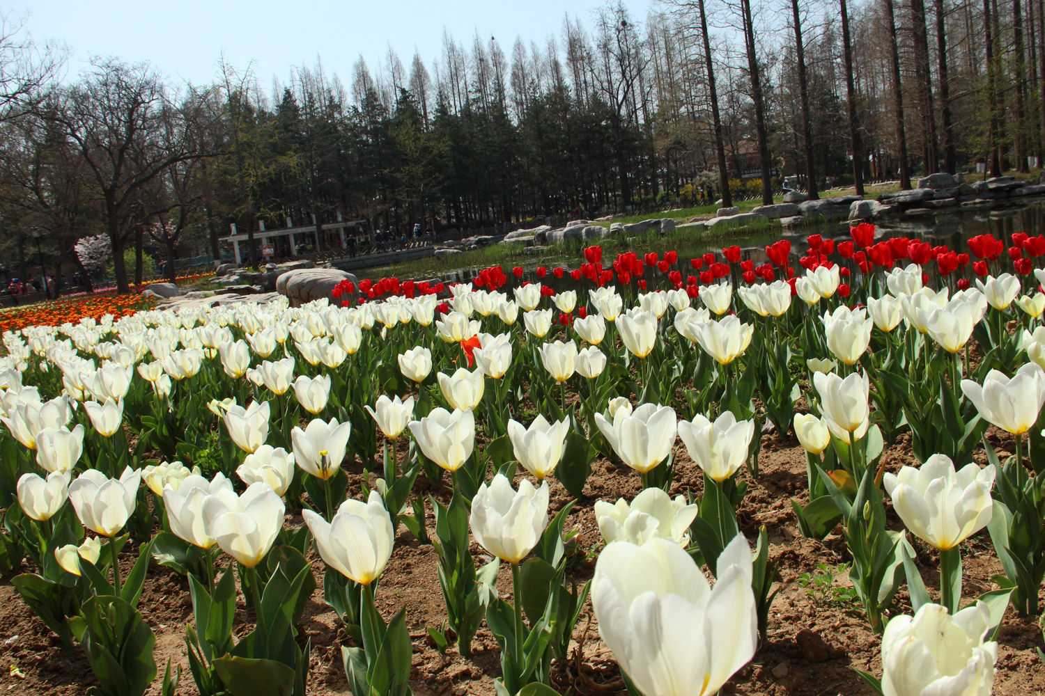 tulips