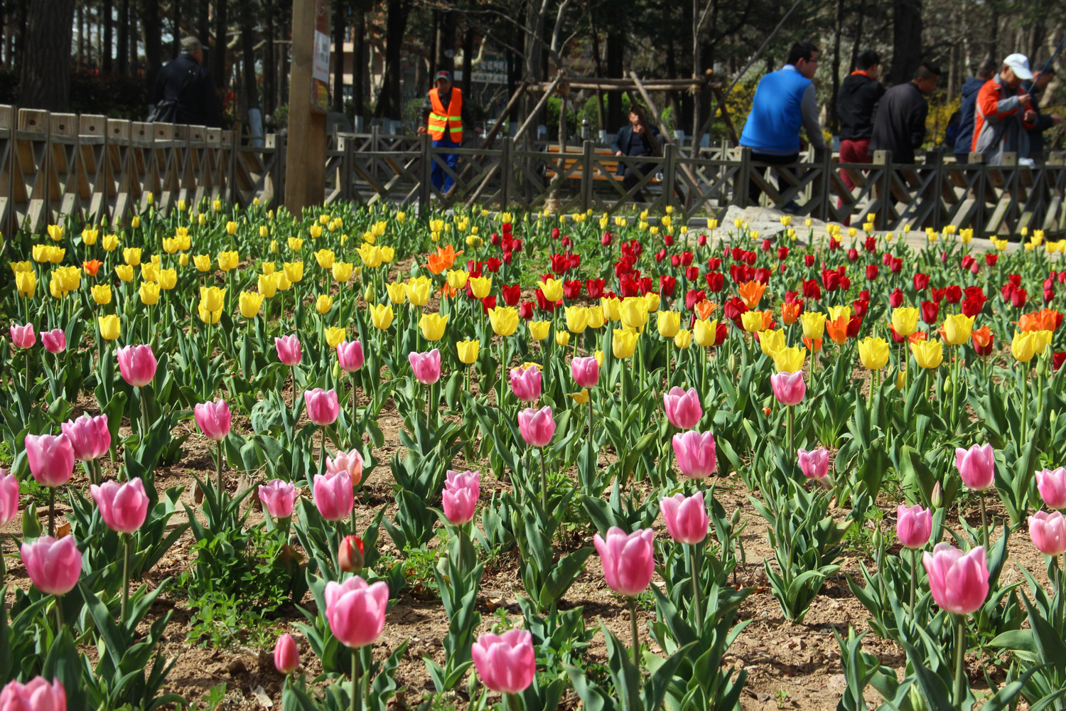 tulips