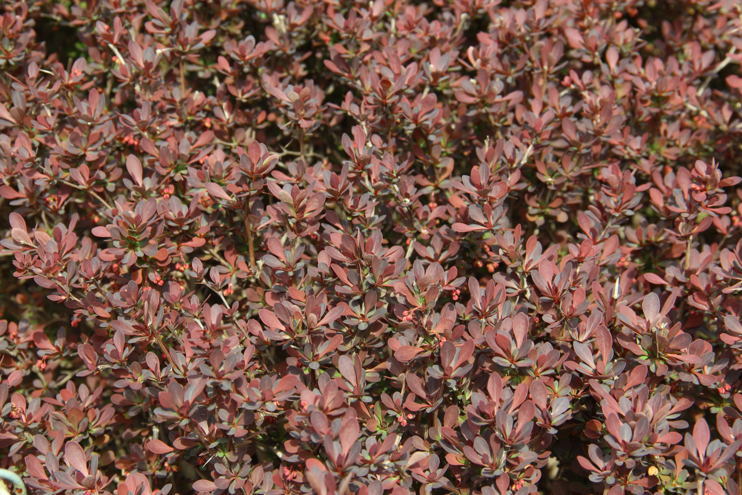 berberis thunbergii 