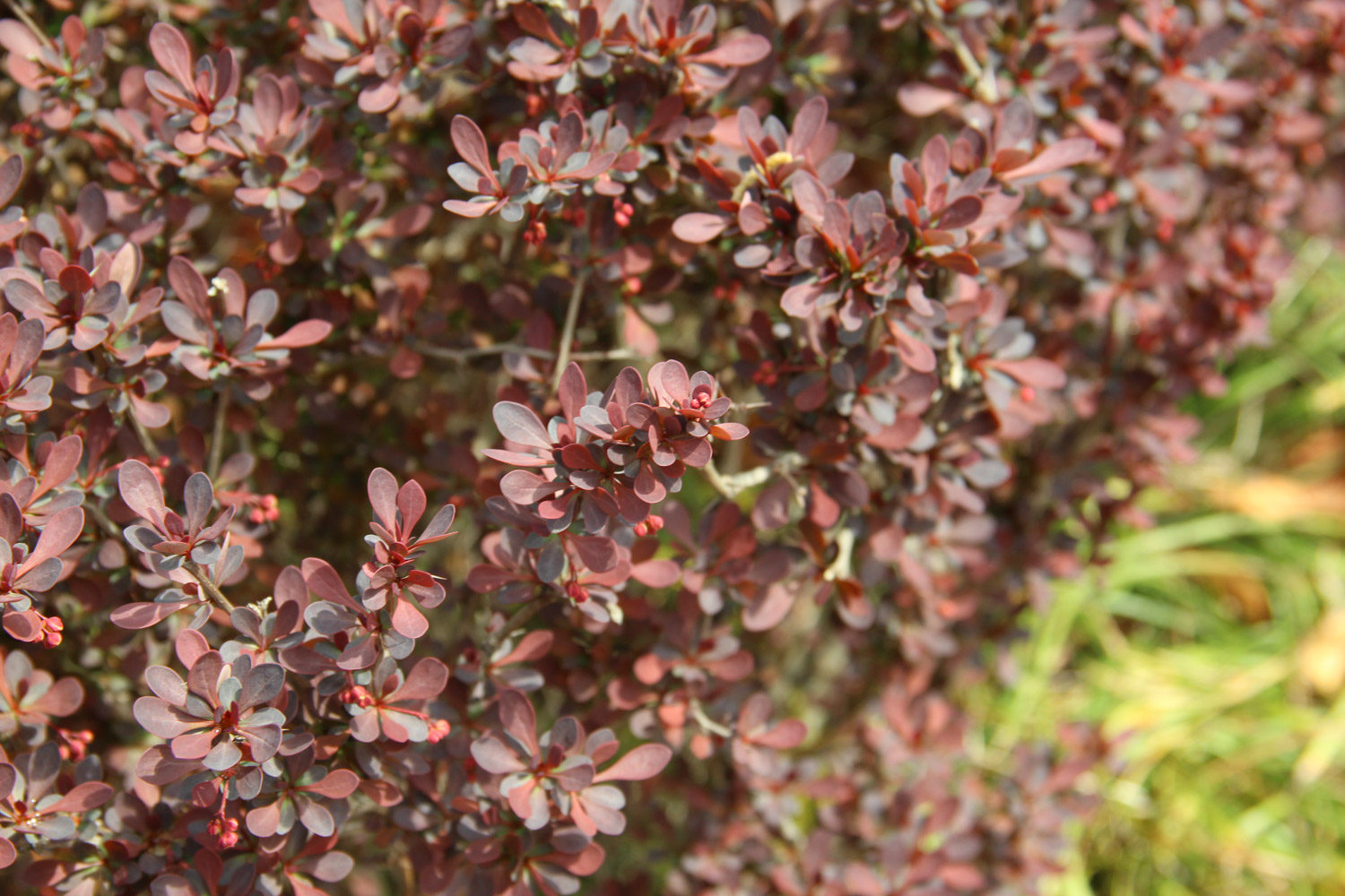 berberis thunbergii 