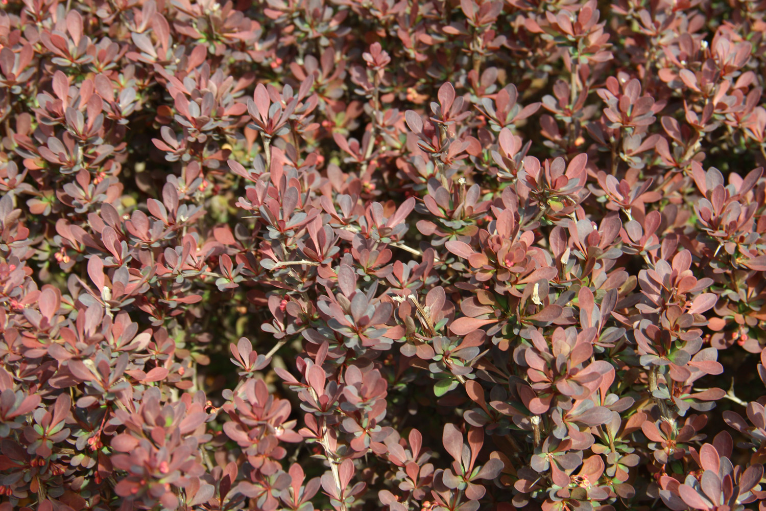 berberis thunbergii 