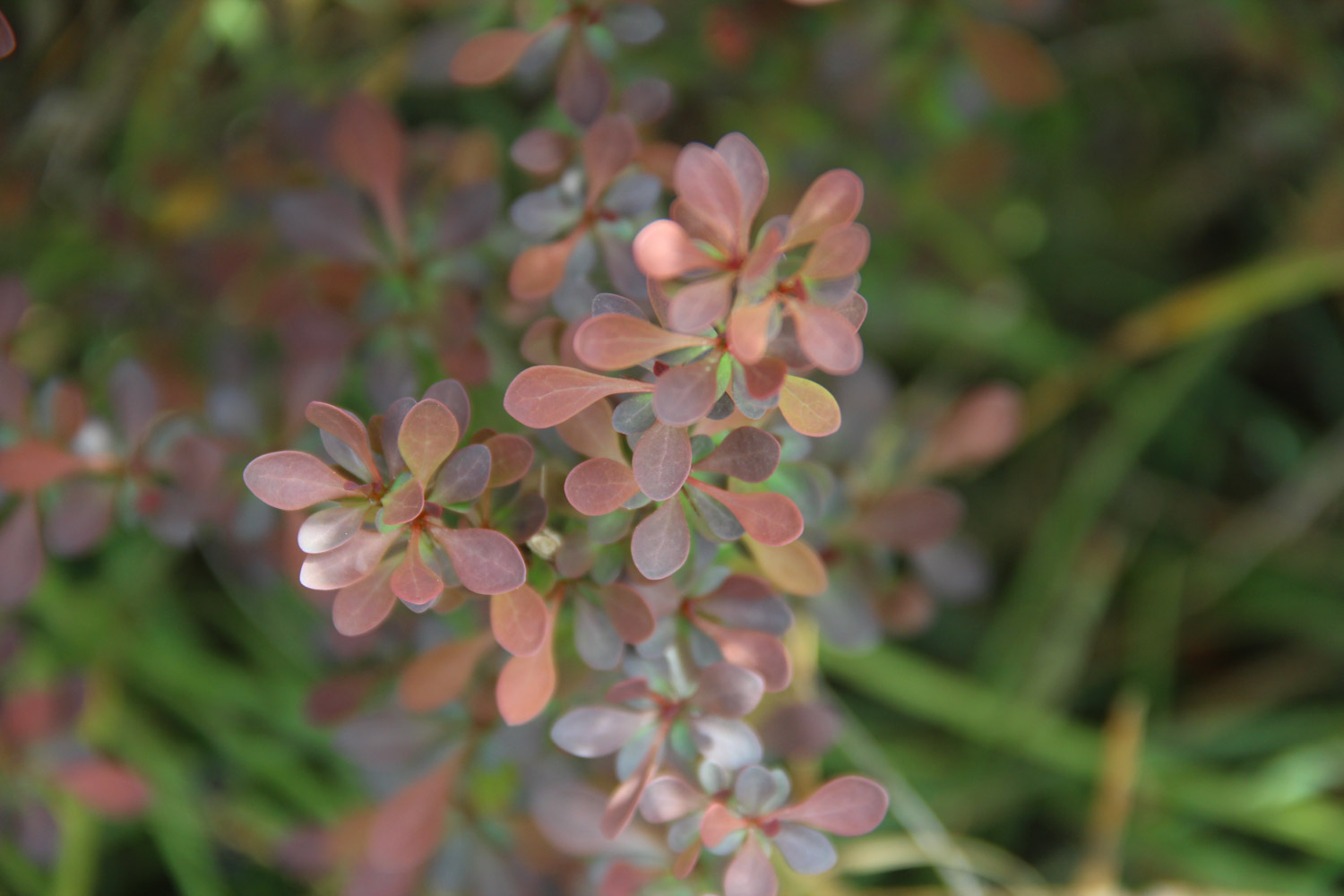 berberis thunbergii 