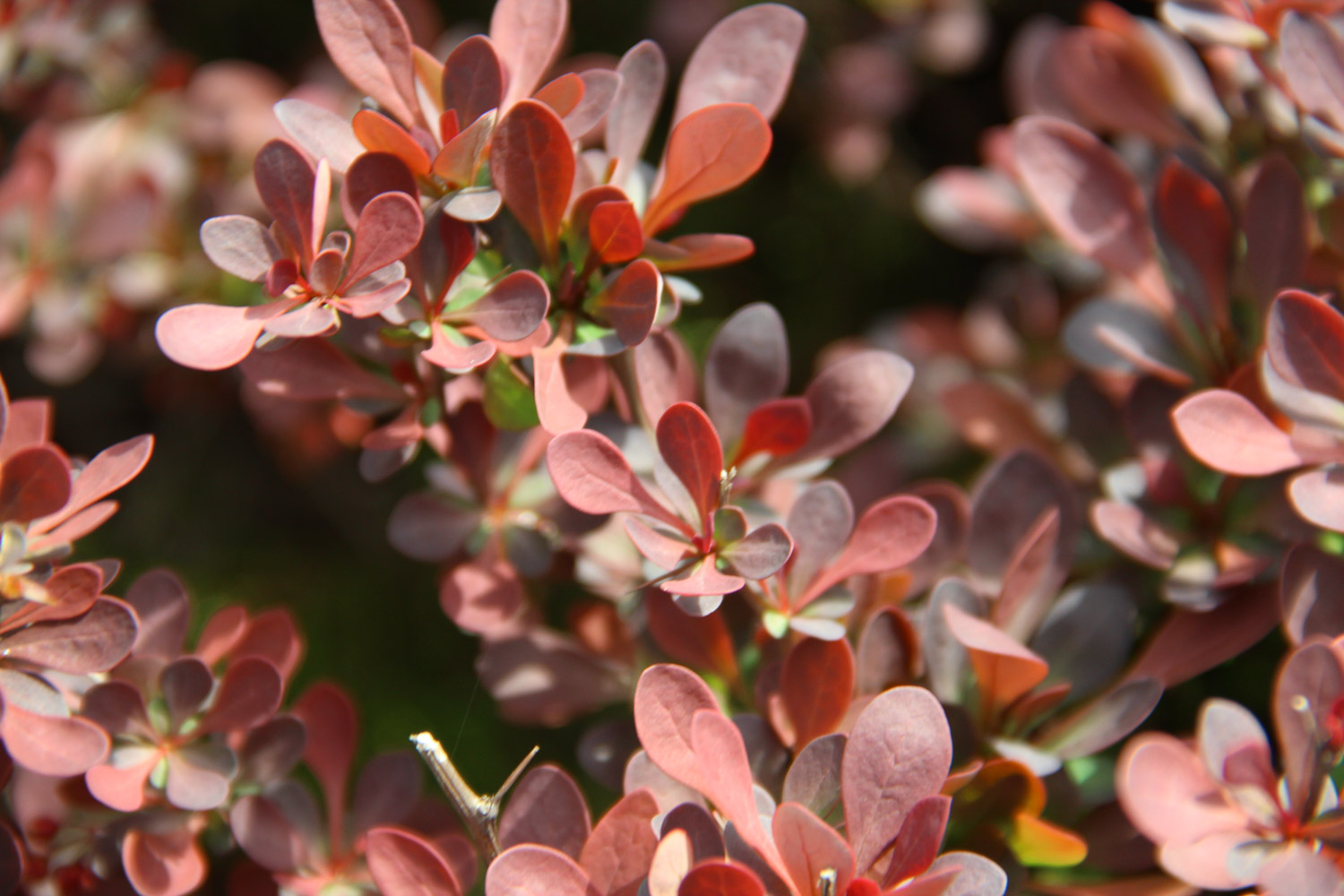 berberis thunbergii 