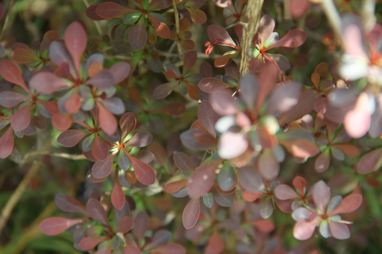 berberis thunbergii 