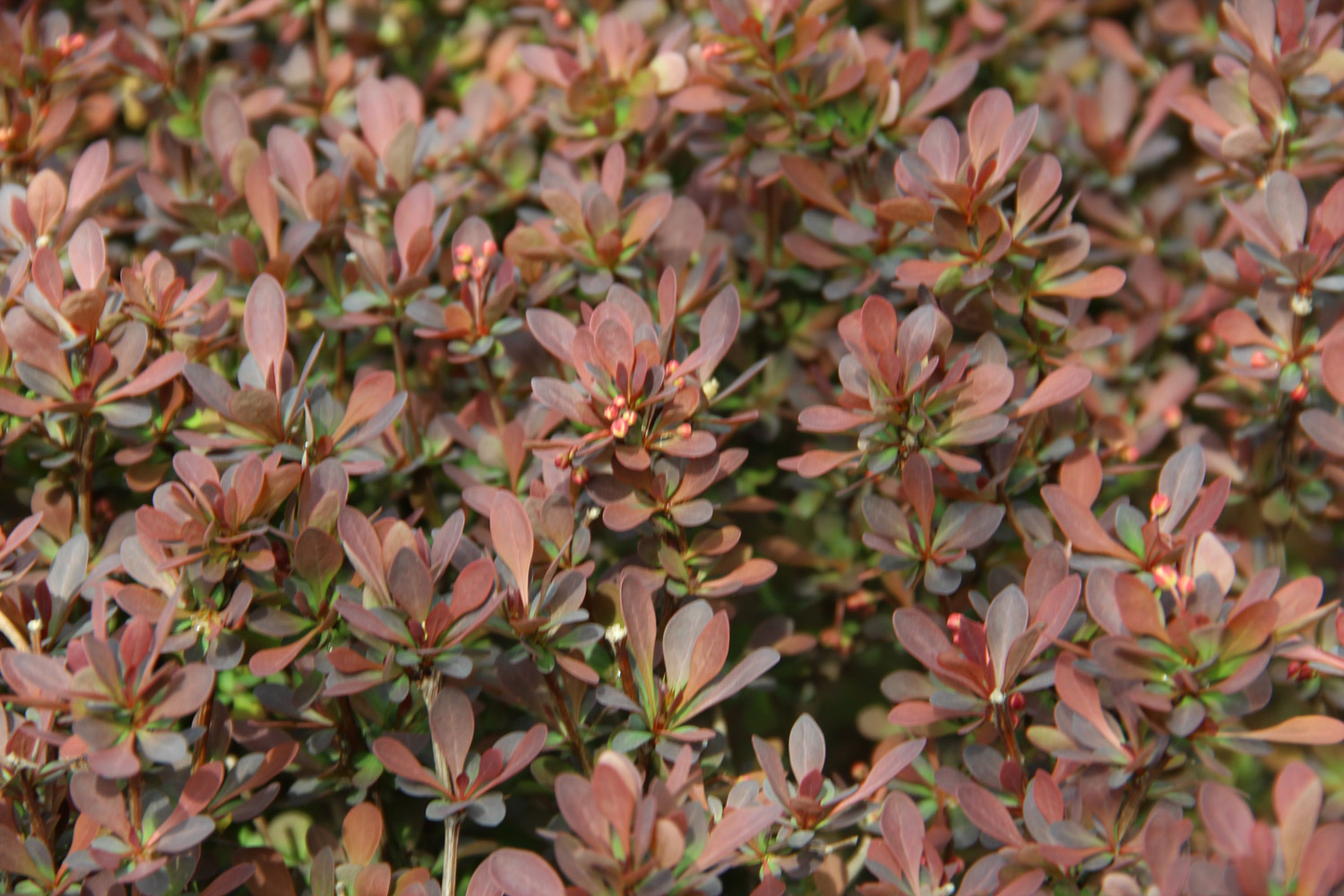 berberis thunbergii 