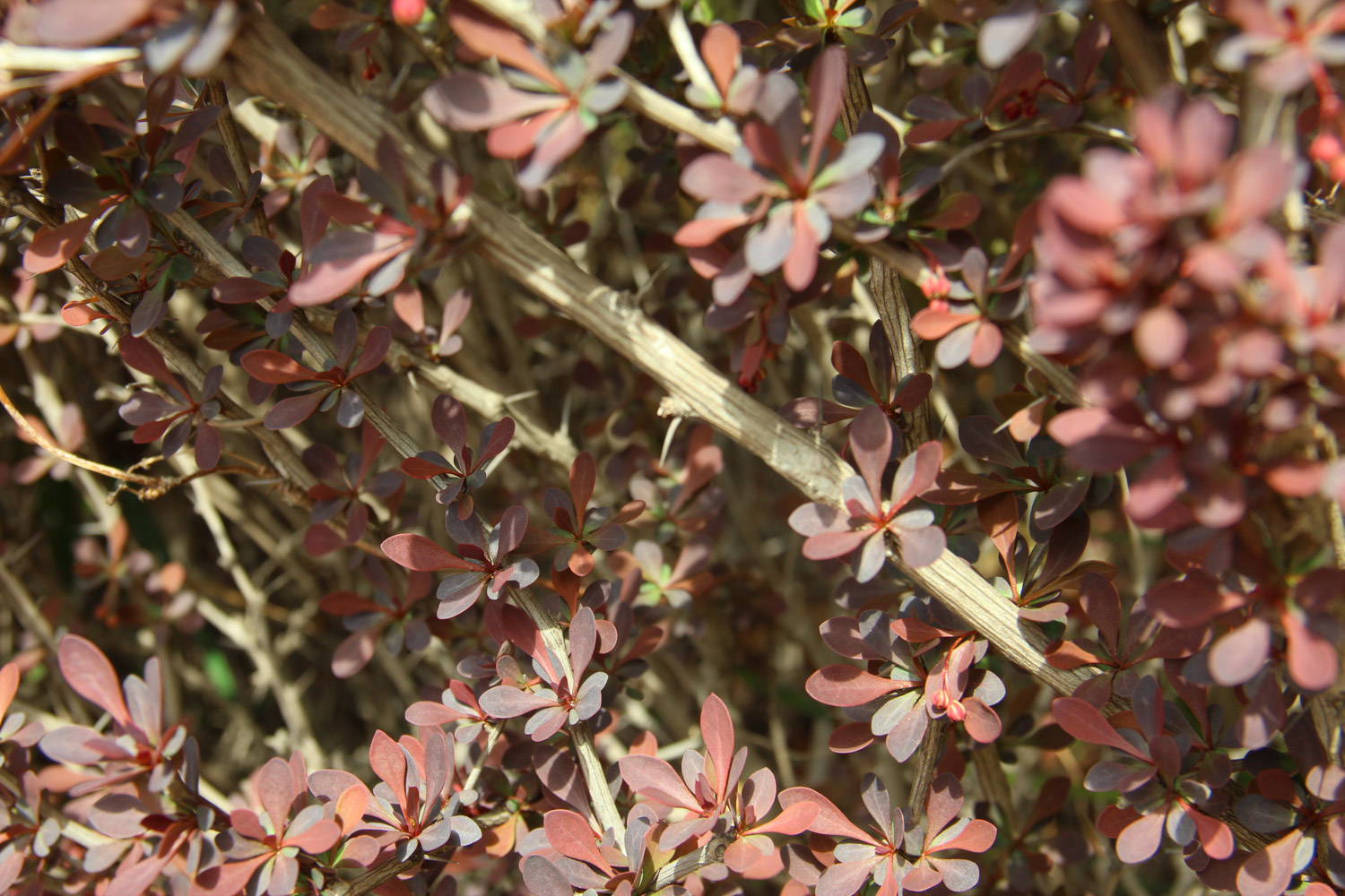 berberis thunbergii 