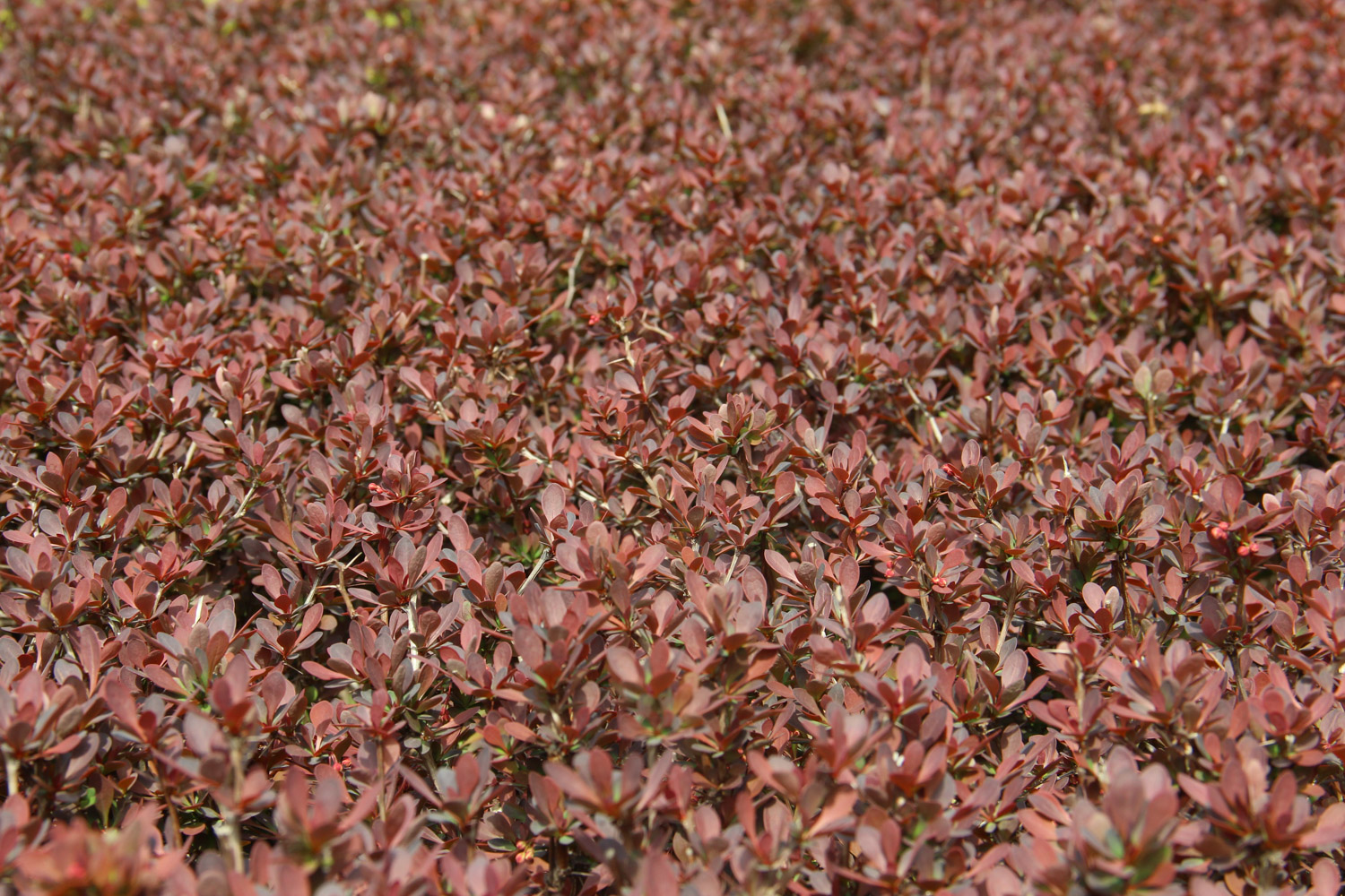 berberis thunbergii 